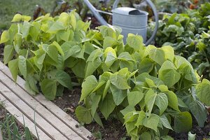 Bush beans (scarlet runner) in the vegetable garden