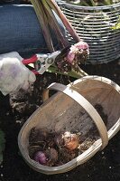 Remove gladiolus (gladiolus) from the ground before the first frost