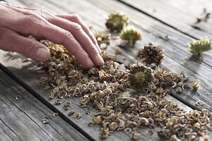 Harvest and save marigold seeds