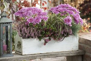 Chrysanthemum (Autumn chrysanthemum), Calluna 'Pink Alicia'