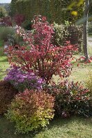 Euonymus alatus (Korkleisten - Spindelstrauch), Chrysanthemum