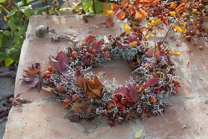 Red-silver autumn wreath of calocephalus (barbed wire, greiseweed)