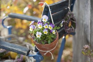 Viola cornuta Callisto 'White Violet Wing' (Hornveilchen) in Tontopf