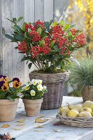 Skimmia japonica 'Bright Orange' (Fruchtskimmie) mit orangen Beeren