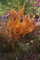 Berberis thunbergii (Berberitze) in Herbstfärbung