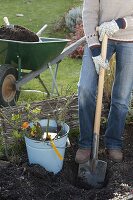 Planting rootless roses in autumn