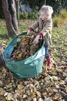 Autumn leaves in garden