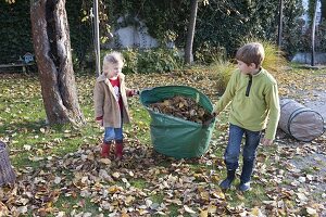 Autumn leaves in garden