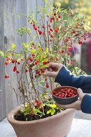 Lycium barbarum (goji berry, wolfberry) in terracotta jardiniere