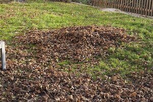 Autumn leaves on the lawn