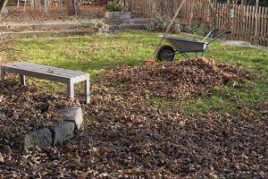 Autumn leaves on the lawn, wheelbarrow, rake, bench