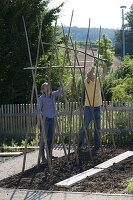 Man and woman are putting up beanpoles