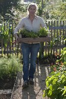 Woman brings box full of herbs, fennel (Foeniculum), fire beans