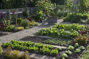 Gemüsegarten mit Bohnen (Phaseolus), Salat (Lactuca)