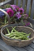 Baskets with freshly harvested beans (Phaseolus) and flowers