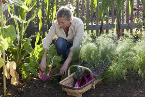 Frau erntet Mangold 'Bright Lights' (Beta vulgaris), Fenchel (Foeniculum)