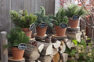 Clay pots with coniferous branches on tree slices