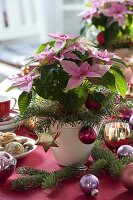 Table decoration with Euphorbia pulcherrima (poinsettias)