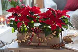 Euphorbia pulcherrima (Poinsettia) in wooden box