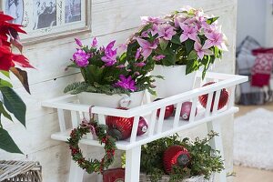 Flower bank with Schlumbergera (Christmas cactus), Euphorbia pulcherrima