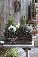 Korb-Kasten winterfest bepflanzt mit Picea glauca 'Conica' (Zuckerhutfichten)