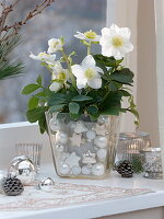 Helleborus (Christrose) mit Übertopf in Glas mit Christbaumkugeln