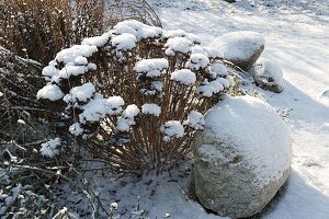 Sedum telephium (Fetthenne) mit Schnee, Natursteine am Beetrand