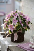 Yoghurt bucket with alder cone as a planter