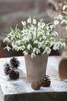 Bouquet of Galanthus (snowdrops) in terracotta vase