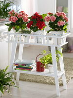 Begonia elatior (Begonie) auf Blumenständer