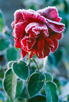 Erfrorene Rose 'Prospero'