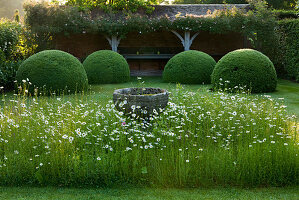 Vorgarten mit Gänseblümchen-Wiesenbepflanzung (Leucanthemum vulgare) und beschnittenen Kuppeln aus Formschnitt mit Loggia im Hintergrund