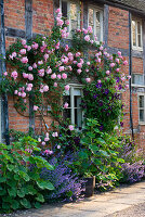 Südwand der Cottages mit der Rose 'Caroline Testout' und der Clematis 'Viola'