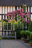 Südwand des Hauses mit Holzbank und Rosa 'Zephirine Drouhin'