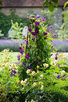 Metallstativ (Obelisk) mit Clematis