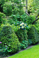 Hecke und Hortensie im Garten