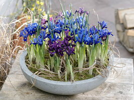 Iris Reticulata 'Harmony' (reticulated iris), Histrioides 'George' (dwarf iris)