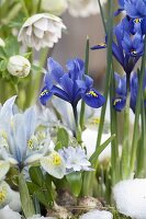 Iris reticulata 'Harmony' (Netziris), 'Katherine Hodgkin' (Dwarf Iris)