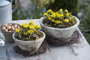 Eranthis hyemalis in conical shells, betula wreath