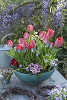 Turquoise bowl with Tulipa 'Red Paradise' (tulips), Muscari