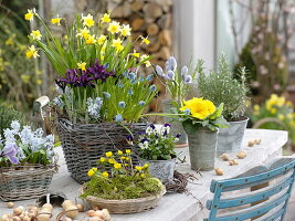 Frühlings-Tisch: Narcissus 'Tete a Tete' (Narzissen)