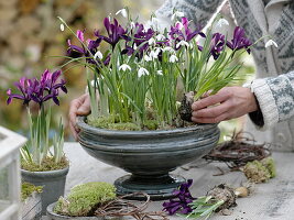 Galanthus nivalis (Schneeglöckchen) und Iris histrioides 'George'