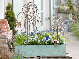 Frühlingskasten mit Salix caprea 'Kilmarnock' (Kätzchenweide), Muscari