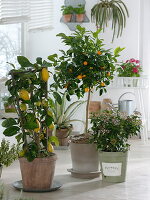 Wintergarten mit Citrus limon (Zitrone) am Spalier, Citrofortunella