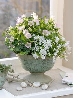 Bowl with Campanula 'Get Me' white and 'Crown Princess' (bluebells)