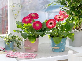 Gerbera in gepunkteten Blecheimern am Fenster