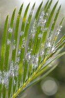 Mealybugs (Pseudococcidae) on Cycas revoluta (Palm fern)