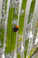 Australian ladybird (Cryptolaemus montrouzieri)