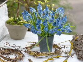 Strauß aus Muscari (Traubenhyazinthen) in grauer Vase