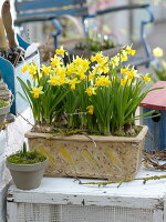 Narcissus 'Tete a Tete' (Narzissen) in handgetöpfertem Keramik-Kasten